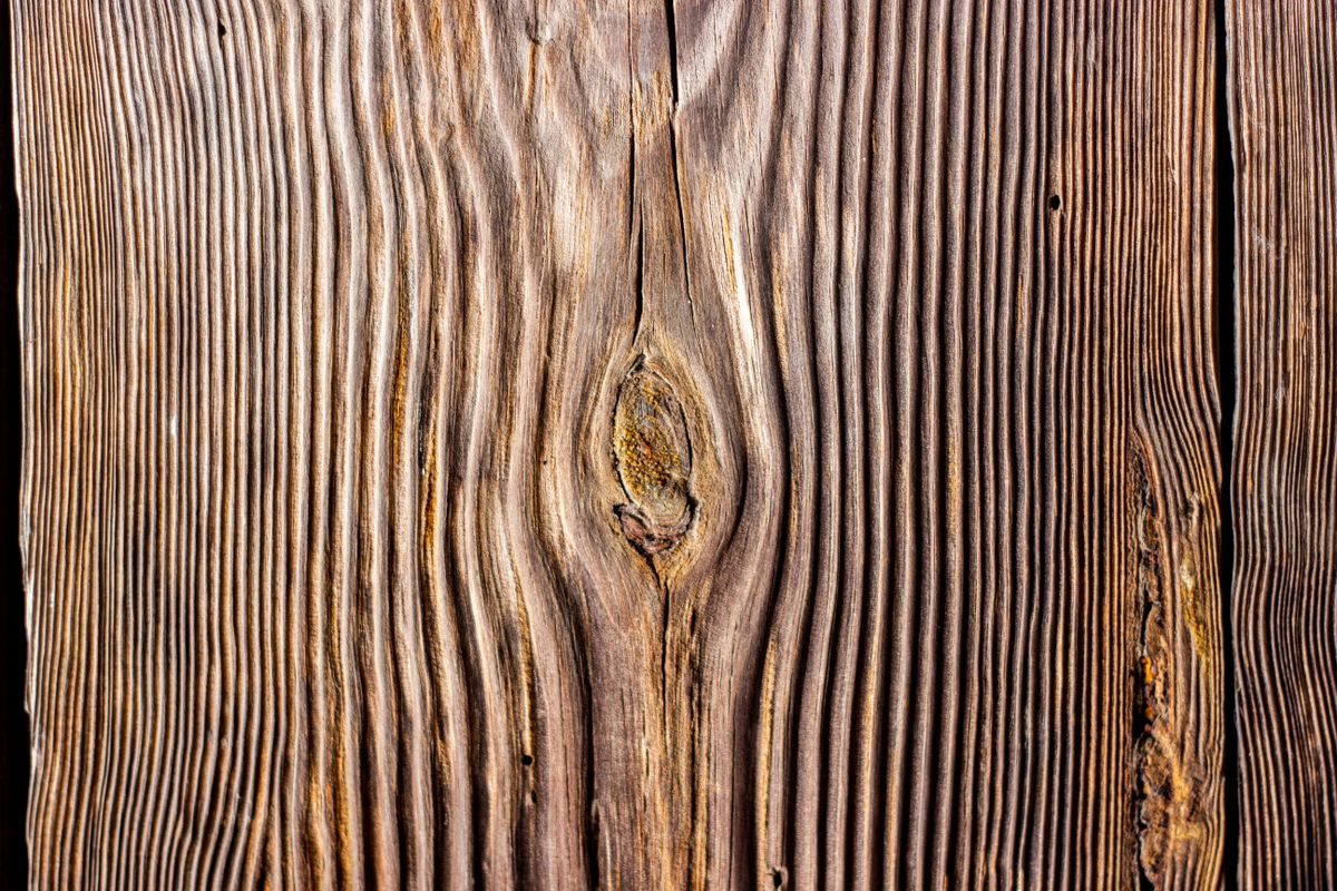 Close-up of natural wood grain texture